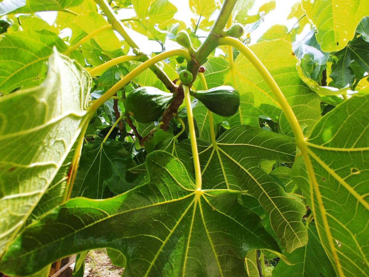Agricamping Ponteraggio N.1 ドルチェアックア エクステリア 写真